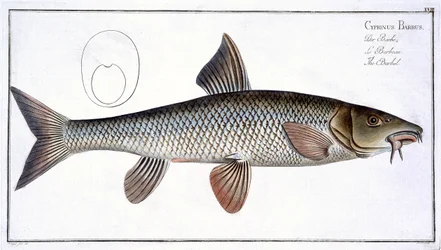 Barbel (Cyprinus Barbus) Plate XVIII from 
